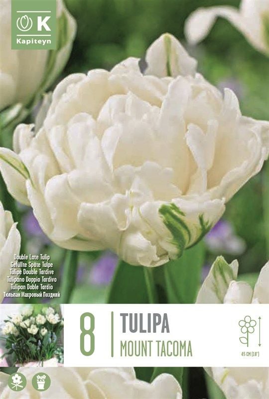 Tulipa Mount Tacoma - 8 Bulbs