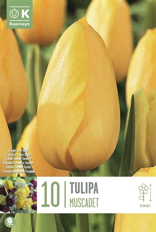 Tulipa Muscadet - 10 Bulbs