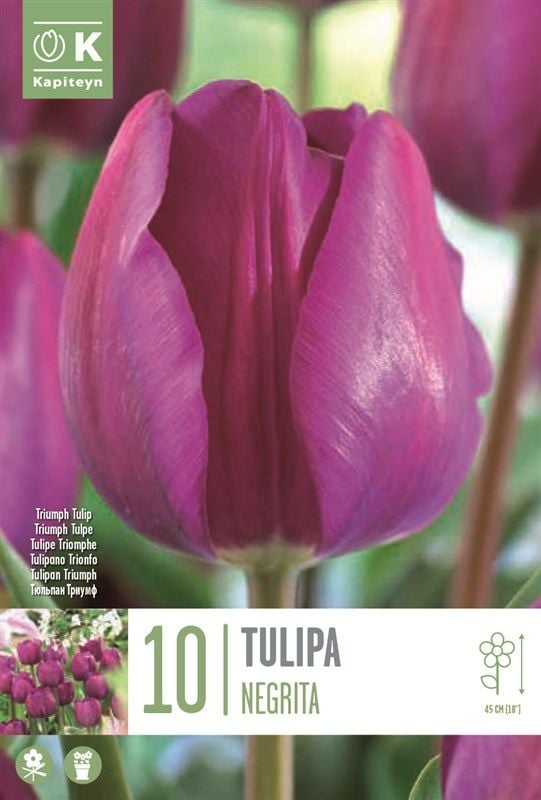 Tulipa Negrita - 10 Bulbs