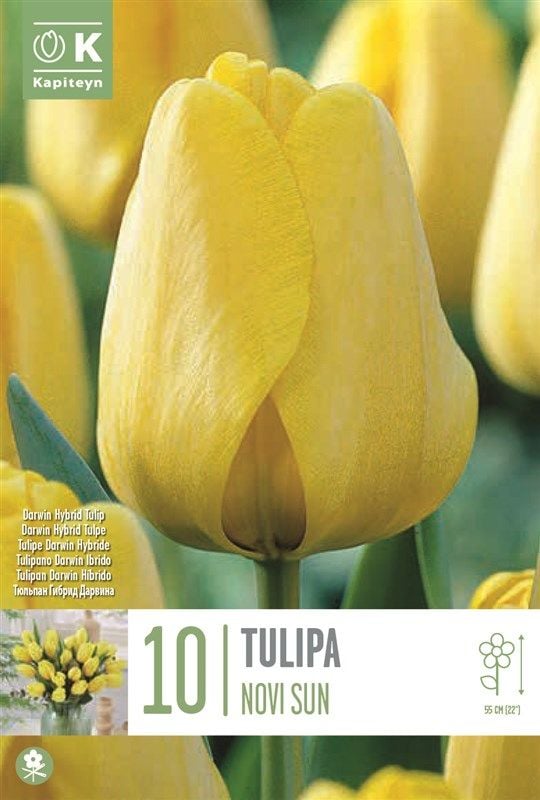 Tulipa Novisun - 10 Bulbs