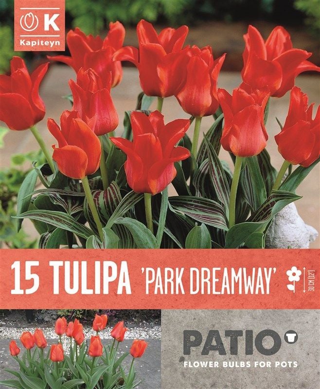 Tulipa Park Dreamway - 15 Bulbs