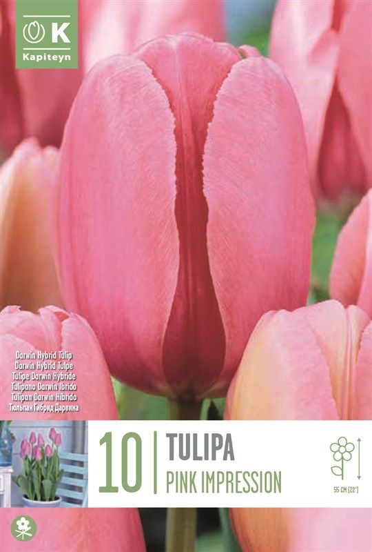 Tulipa Pink Impression - 10 Bulbs