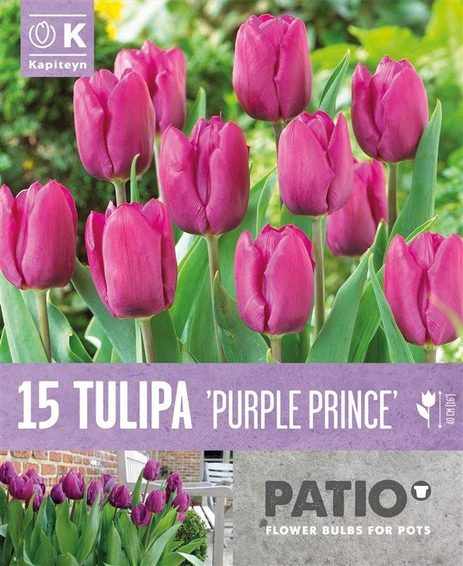 Tulipa Purple Prince - 15 Bulbs