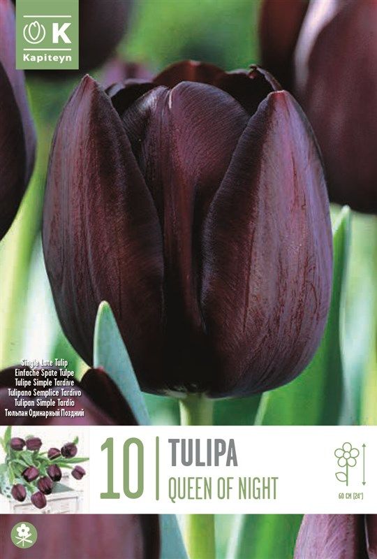 Tulipa Queen of Night - 10 Bulbs