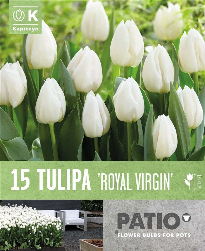 Tulipa Roayal Virgin - 15 Bulbs