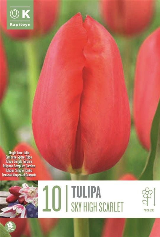 Tulipa Sky High Scarlet - 10 Bulbs