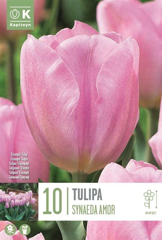 Tulipa Synaeda Amor - 10 Bulbs