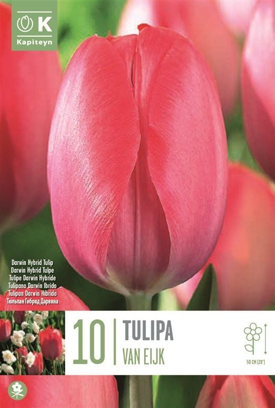 Tulipa Van Eijk - 10 Bulbs