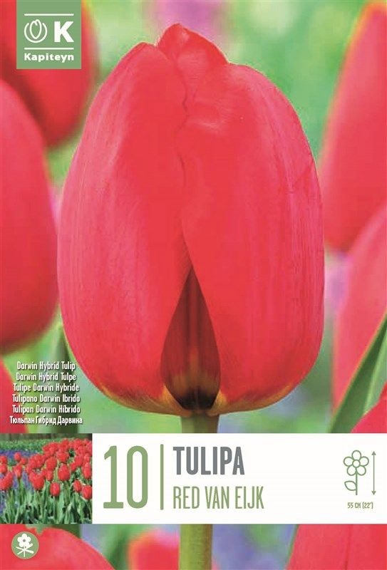 Tulipa Red Van Eijk - 10 Bulbs