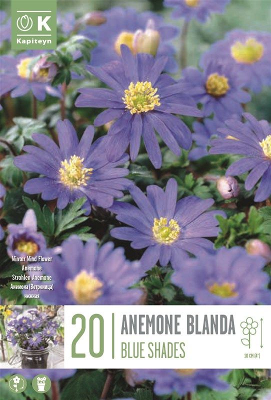 Anemoe - Blue Shades - 20 Bulbs