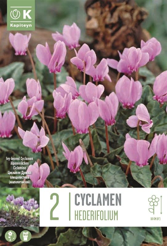 Cyclamen Hederifolium - 2 Bulbs