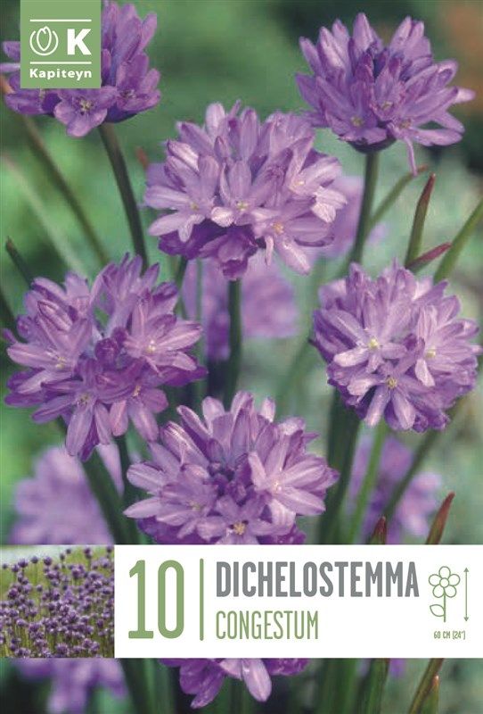 Dichelostemma Congestum - 10 Bulbs