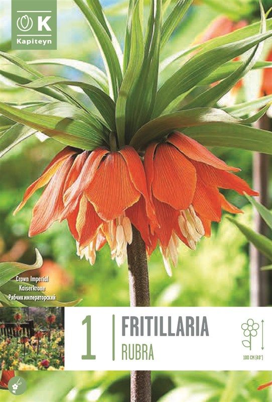 Fritillaria Rubba -1  Bulb