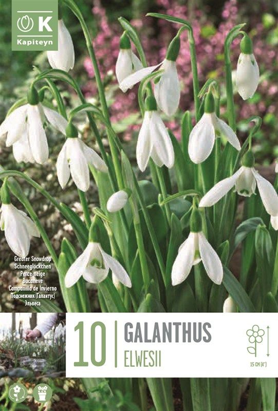 Galanthus Elwesii- 10 Bulbs