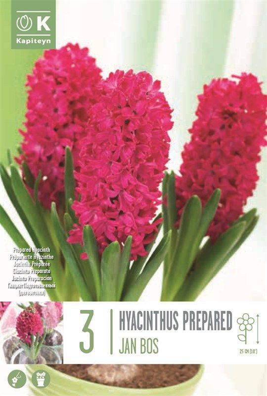 Hyacinthus - Ef Jan Bos - 3 Bulbs