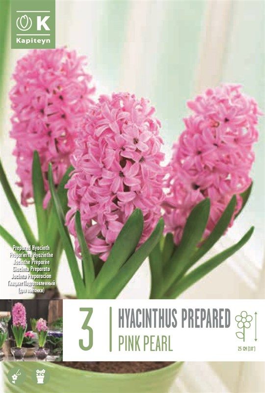 Hyacinthus - Ef Pink Pearl - 3 Bulbs