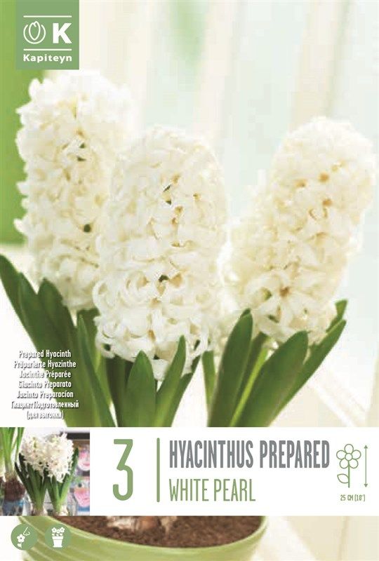 Hyacinthus - Ef Whtie Pearl - 3 Bulbs