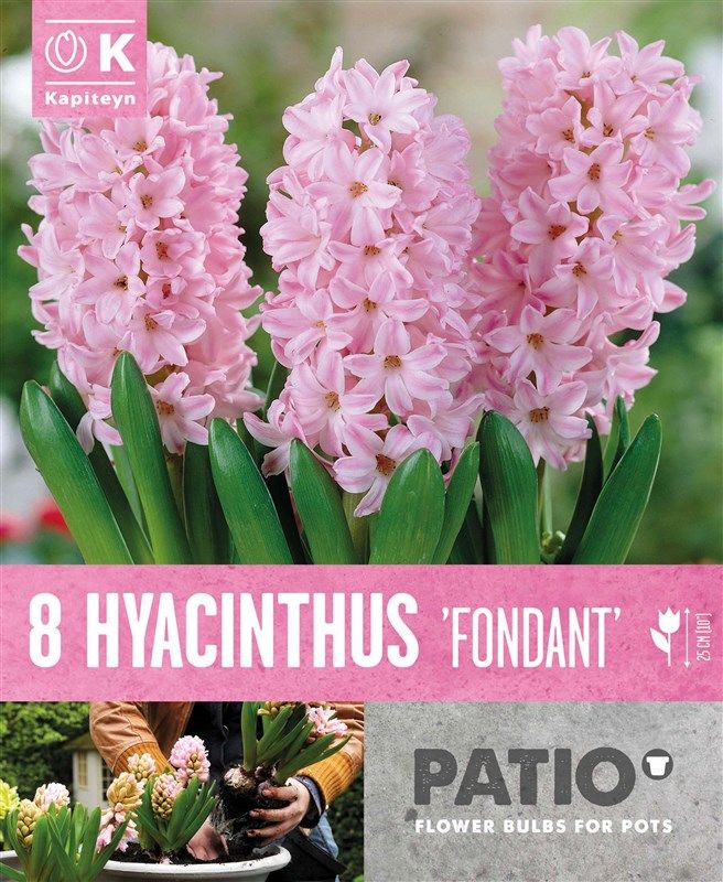 Hyacinthus - Fondant - 8 Bulbs