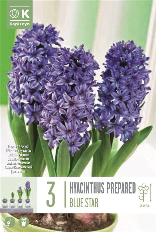 Hyacinthus -Ef Blue Star - 3 Bulbs