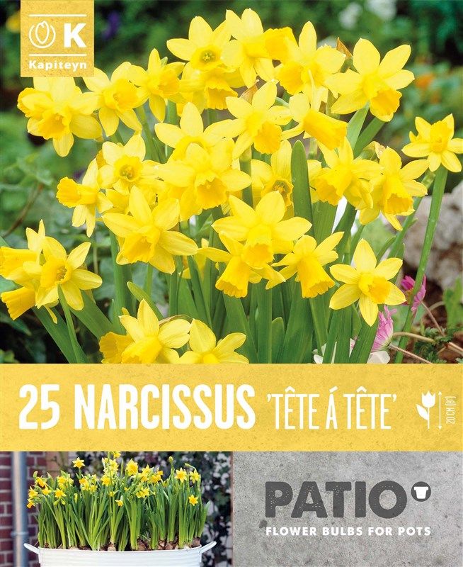 Narcissus Tete a Tete - 25 Bulbs