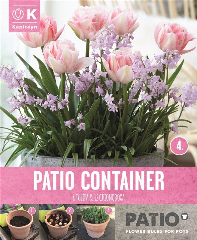 Patio Container - Tulipa & Chionodoxa - 20 Bulbs