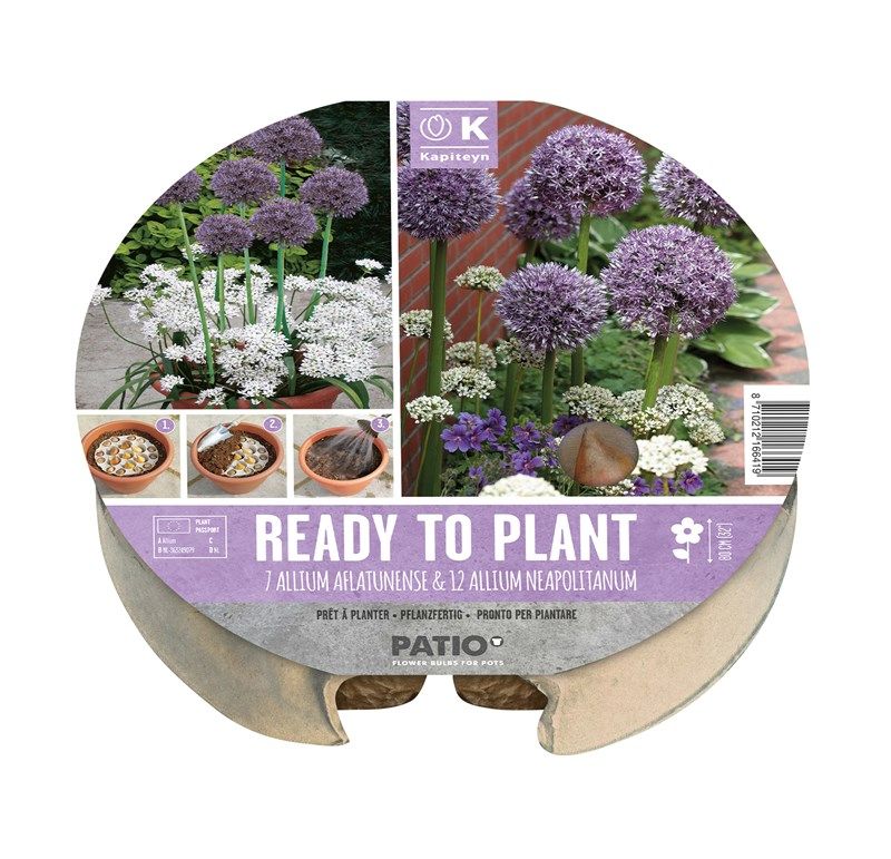 Plant-O-Mat Tray - Allium aflatunese & Allium neapolitana - 19 Bulbs
