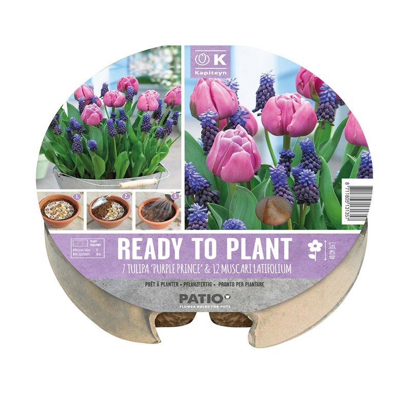 Plant-O-Mat Tray - Tulip & Muscari - 24cm -19 Bulbs