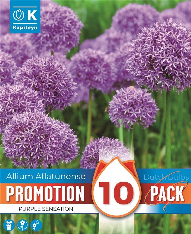 Promo Allium Purple Sensation - 10 Bulbs