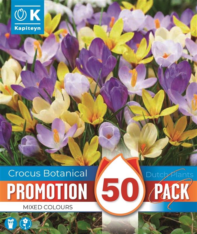 Promo Crosuc Specie Mixed Colours - 50 Bulbs