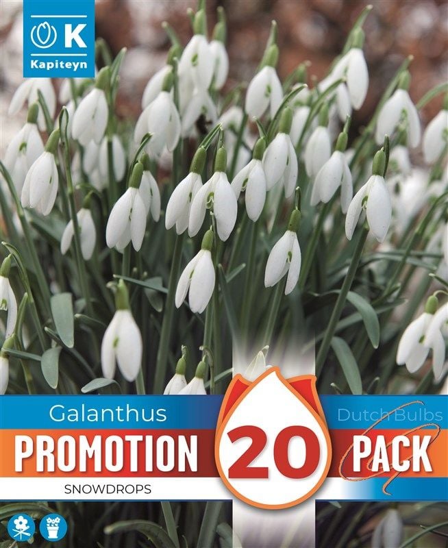 Promo Galanthus Snowdrops - 20 Bulbs