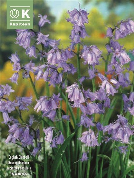 Promo Hyacinthoides non Scripta - 20 Bulbs