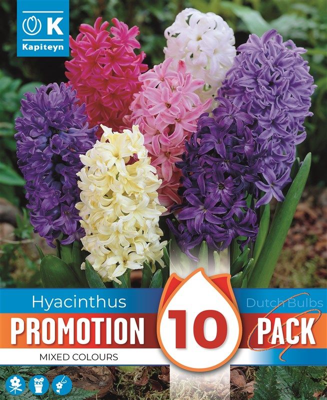 Promo Hyacinthus - Mixed Colours  - 10 Bulbs