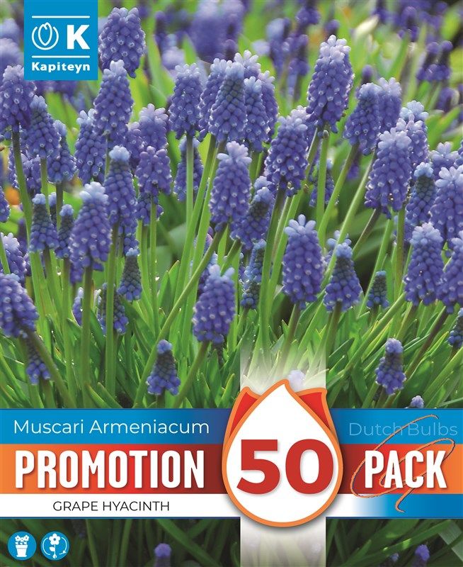 Promo Muscari Armeniacum - 50 Bulbs