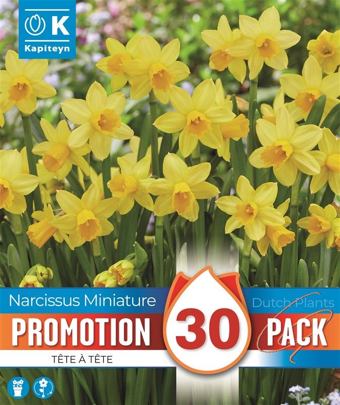 Promo Narcissus Tete a Tete - 30 Bulbs