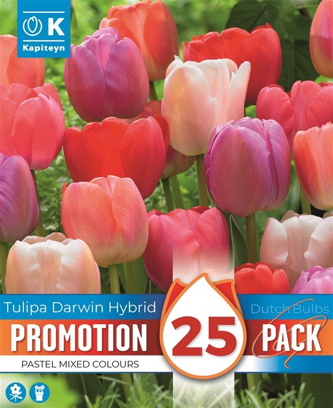 Promo Tulipa Darwin Hybrid Pastel - Mixed Colours - 25 Bulbs