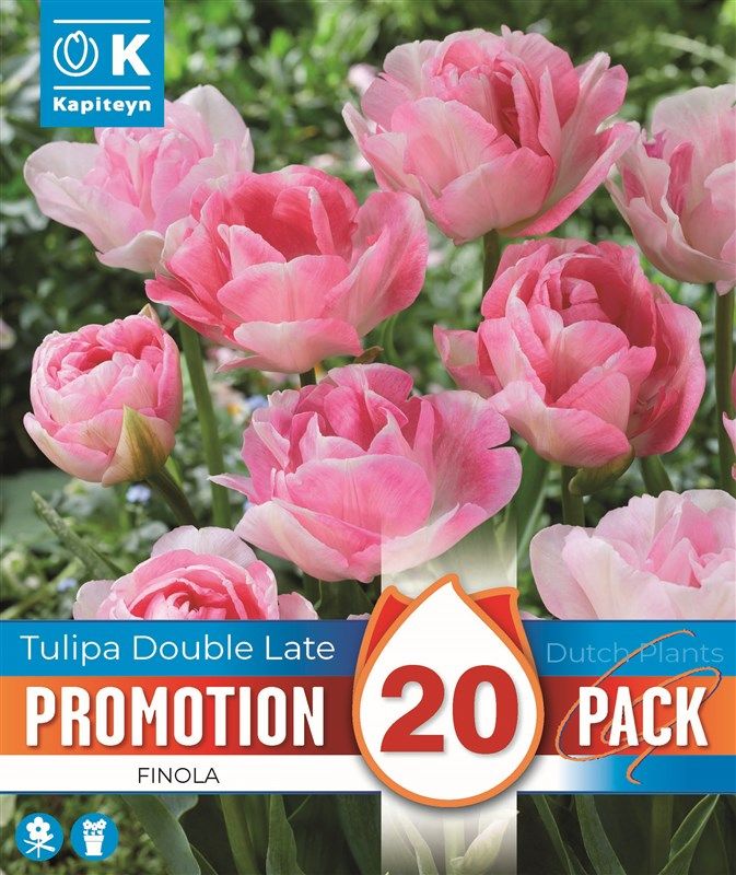 Promo Tulipa Double Finola - 20 Bulbs