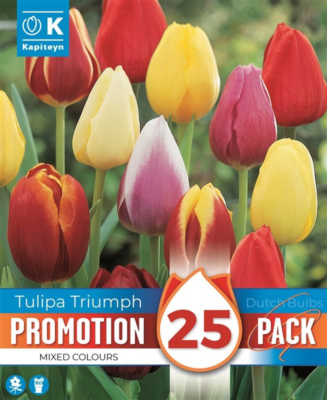 Promo Tulipa Triumph - Mixed Colours - 25 Bulbs