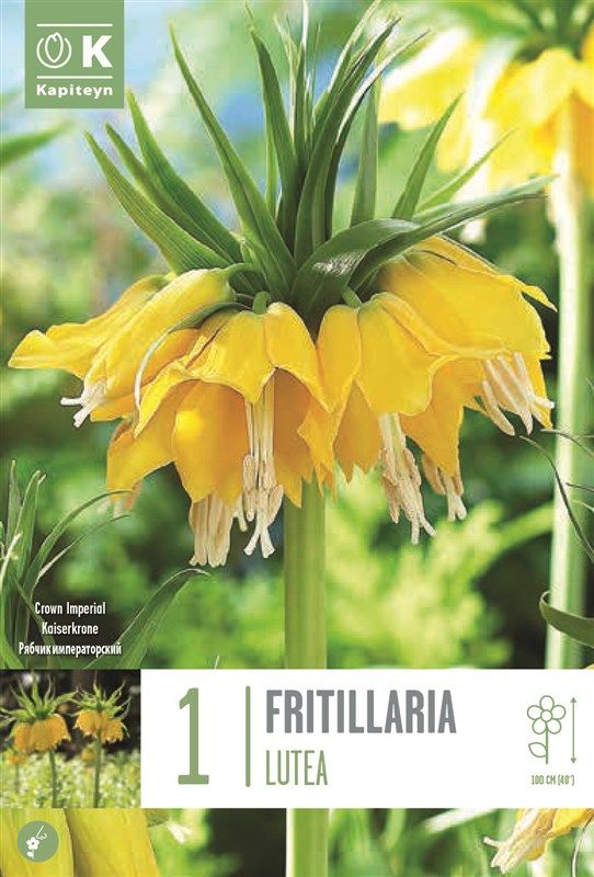 Fritillaria Lutea - 1 Bulb