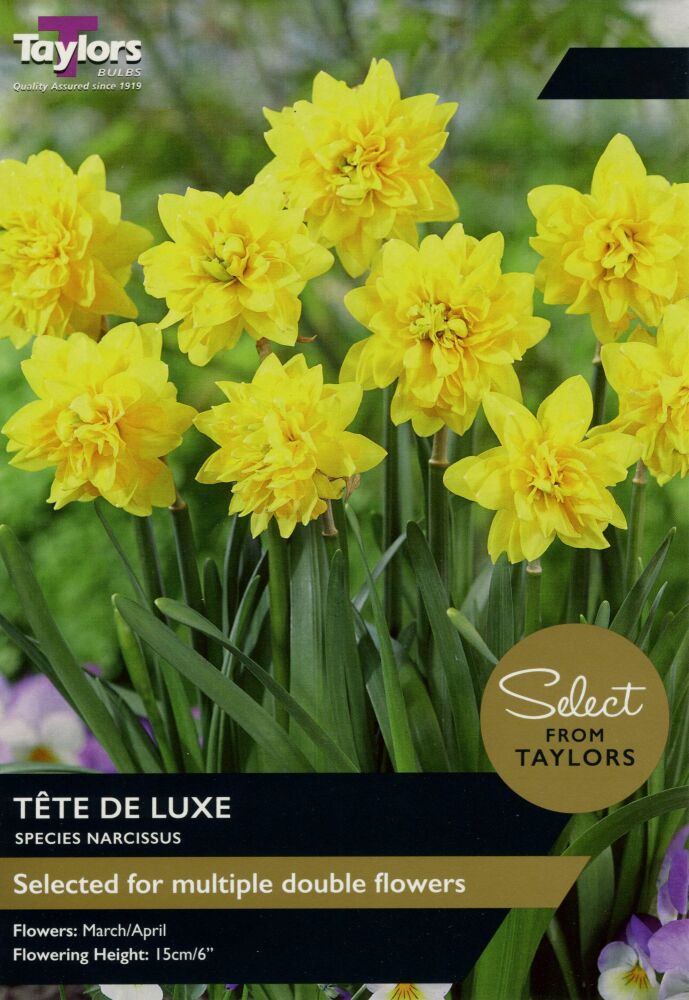 Narcissus Tete De Luxe - Select - 12 Bulbs