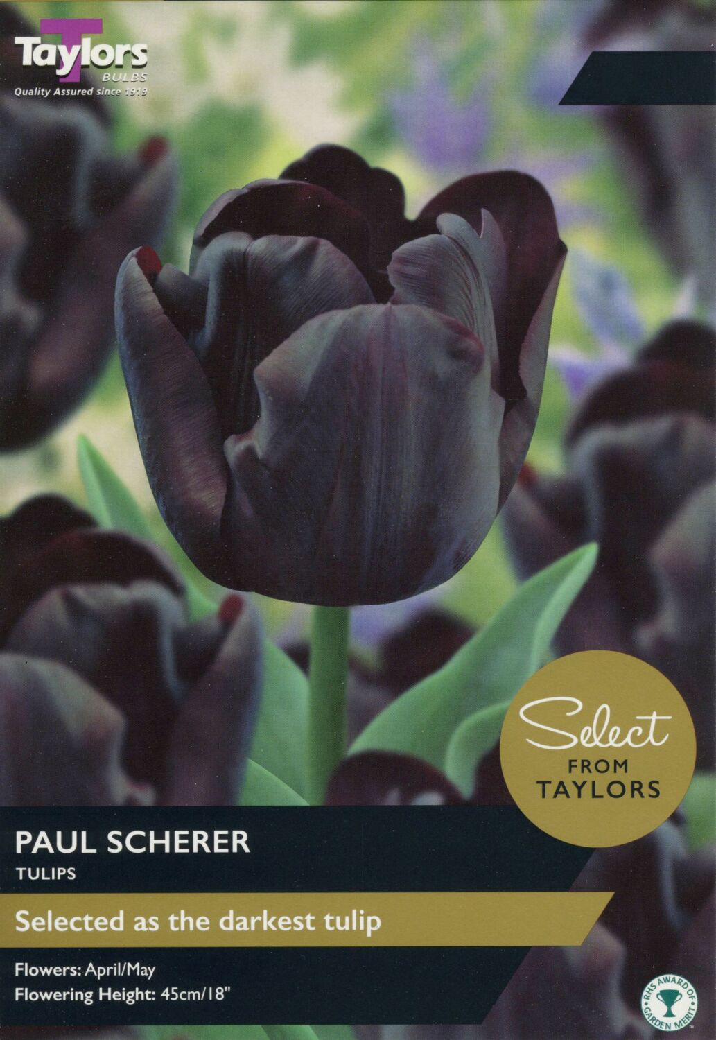 Tulip Paul Scherer - Select - 10 Bulbs