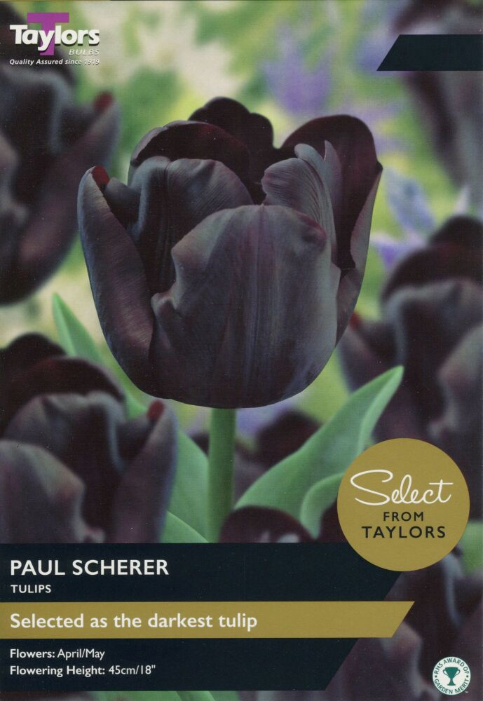 Tulip Paul Scherer - Select - 10 Bulbs