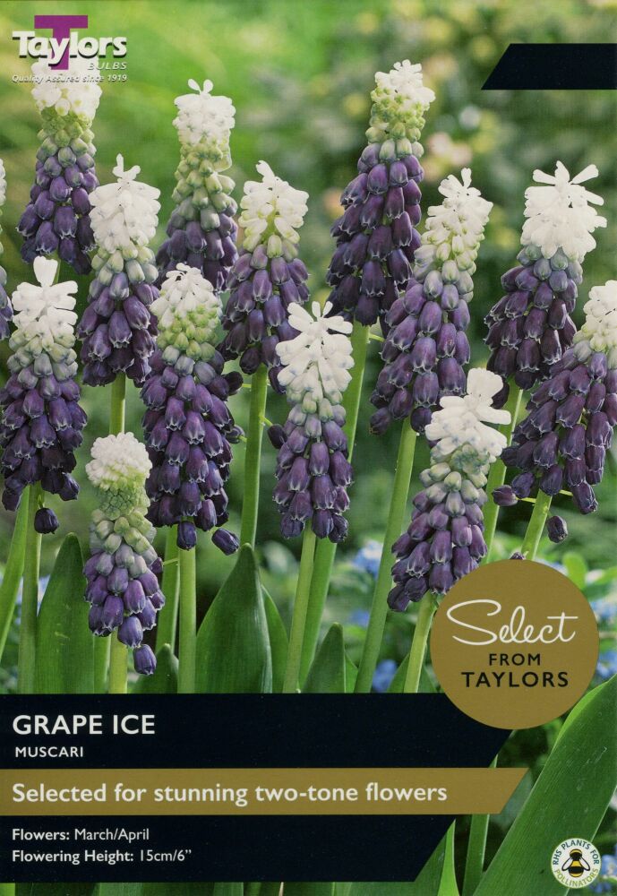 Muscari Grape Ice -10 Bulbs