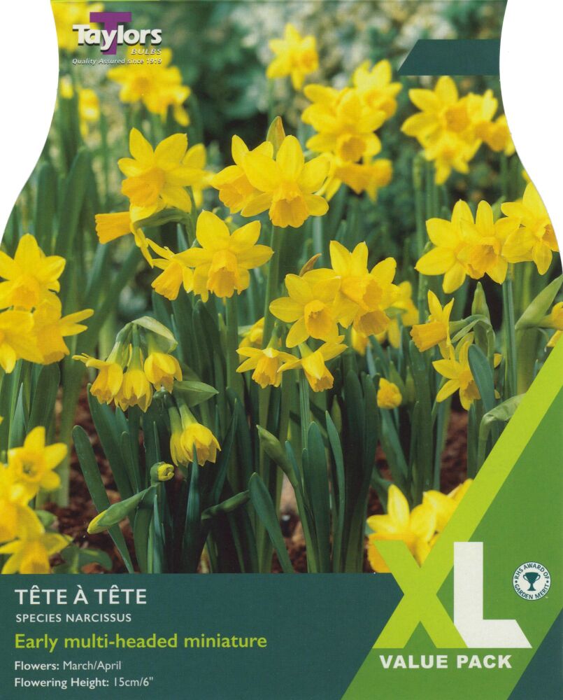 Narcissus Tete a Tete - XL - 18 Bulbs