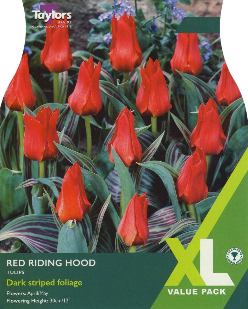 Tulip Red Riding Hood - 18 Bulbs