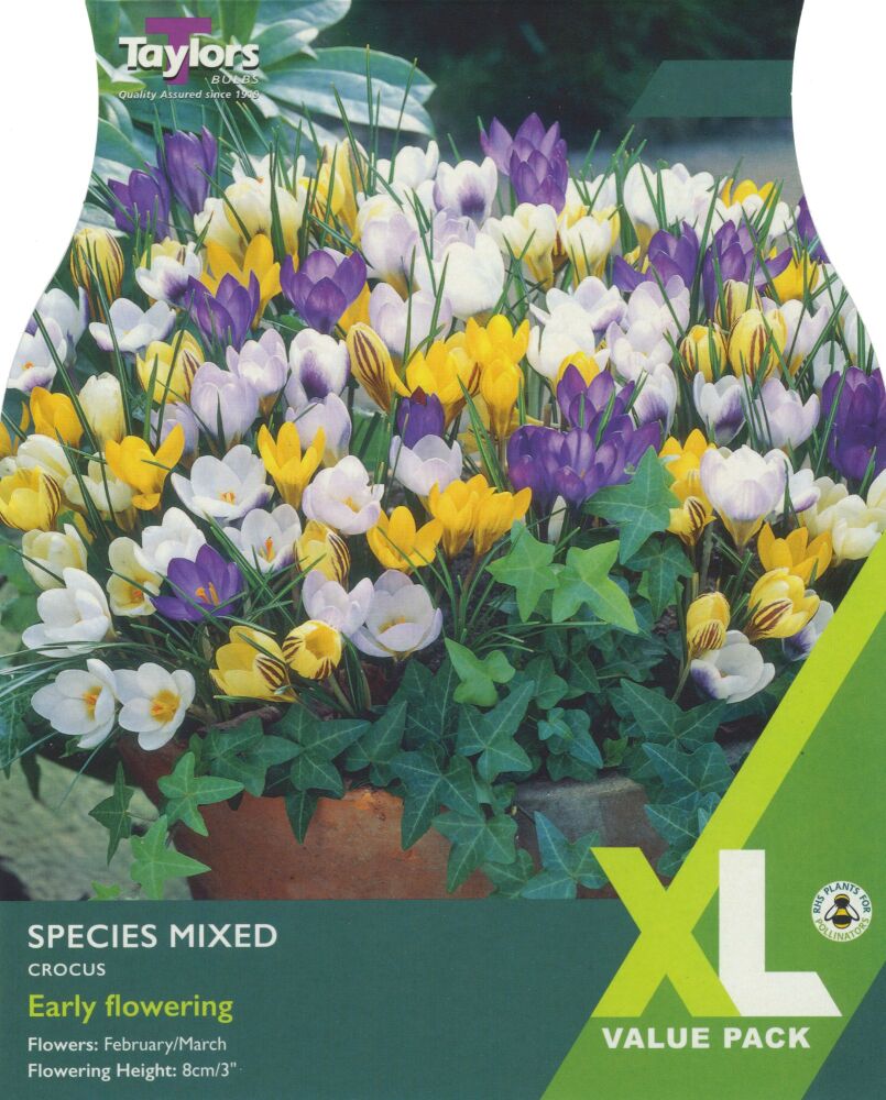 Crocus Mixed Species - 30 Bulbs