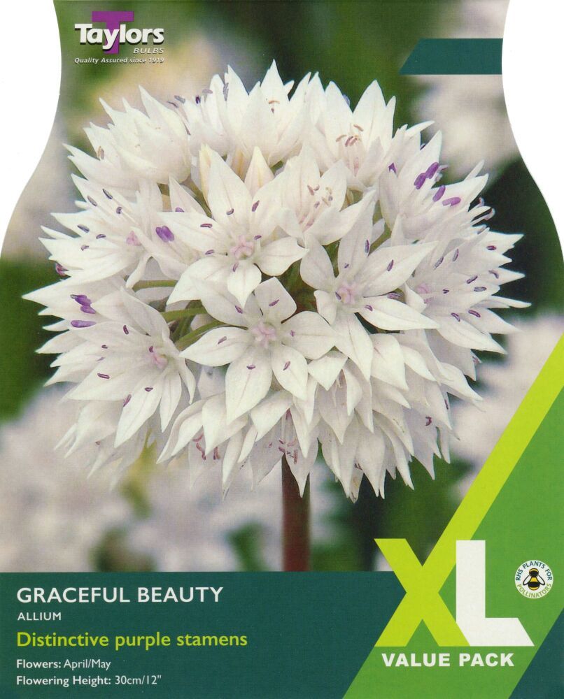 Allium Graceful Beauty - XL - 15 Bulbs