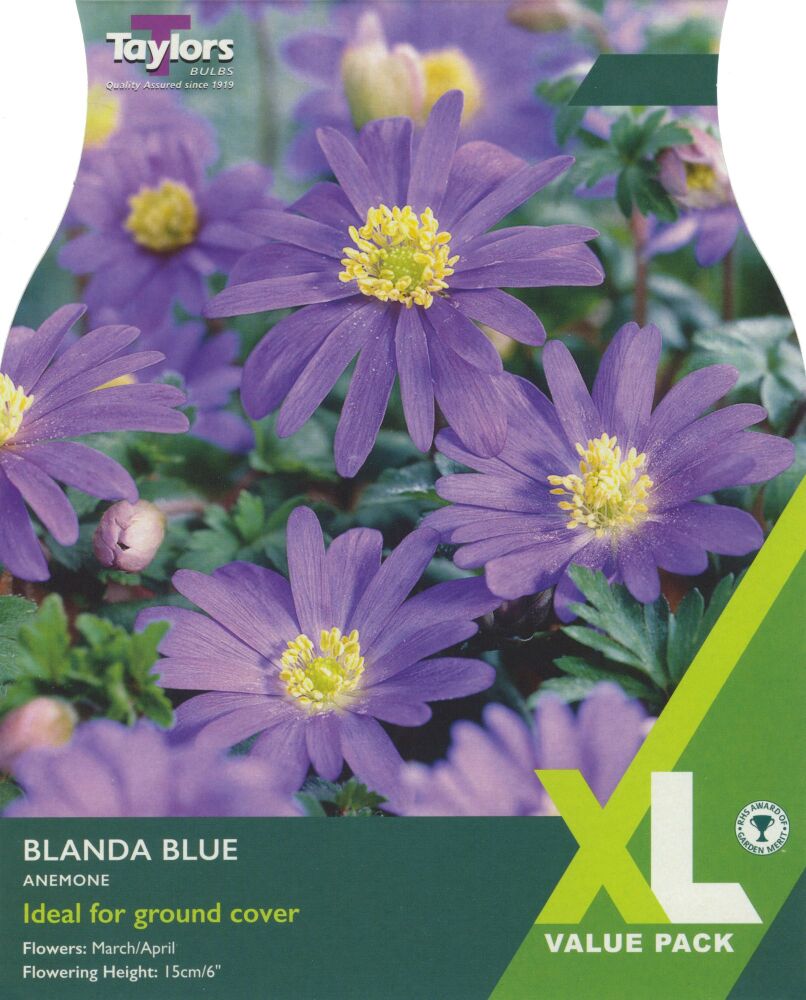 Anemone Blanda Blue - XL - 60 Bulbs