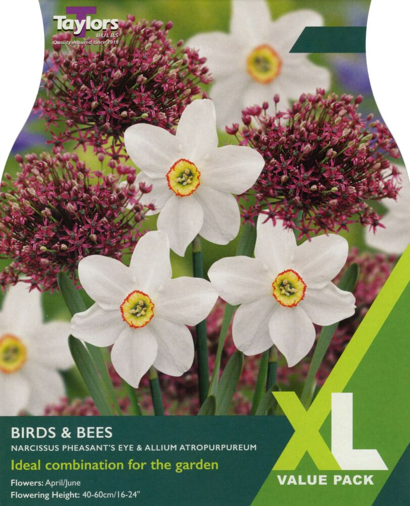 Narcissus Birds and Bees - XL - 15 Bulbs