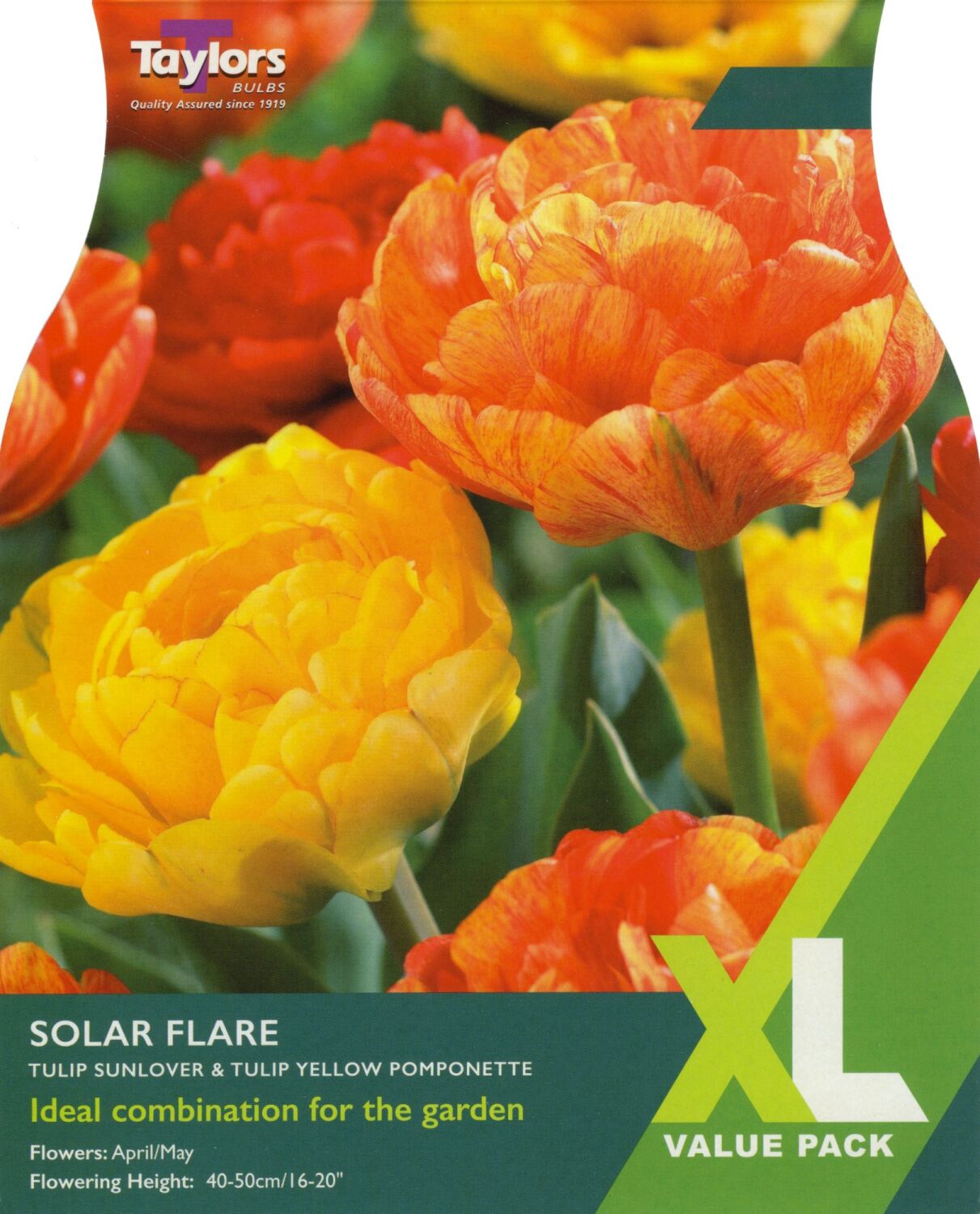 Tulip Solar Flare XL | Spring Flower Bulbs | Drinagh Garden Centre