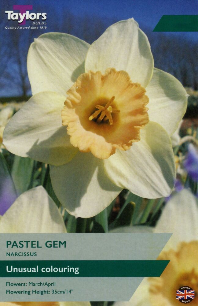 Narcissus Pastel Gem - 7 Bulbs